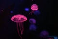 Marine life, Moon Sea Jellyfish Aurelia aurita inside aquarium Royalty Free Stock Photo