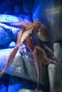 Octopus - The Marine Life Park, Sentosa, Singapore