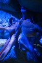 Octopus - The Marine Life Park, Sentosa, Singapore Royalty Free Stock Photo