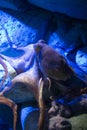 Octopus - The Marine Life Park, Sentosa, Singapore Royalty Free Stock Photo