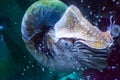 Marine life portrait of a nautilus in close up rare tropical living fossil cephalopod Royalty Free Stock Photo