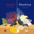 Coral Bleaching Image