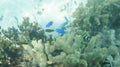Marine Life in Coral Reef of Raja Ampat