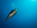 Marine life on the reefs of the Dutch Caribbean island of Sint Maarten Royalty Free Stock Photo