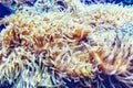 Marine life sea anemone Condylactis gigantea underwater in the sea. Nature background. Royalty Free Stock Photo