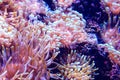 Marine life sea anemone Condylactis gigantea underwater in the sea. Nature background.