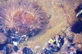 Marine life, sea anemone next to mussels at the Laguna Beach California tide pool during low tide