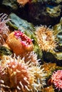 Marine life with sea anemone under water