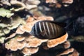 Marine life, sea fish swimming in water with an underwater Royalty Free Stock Photo