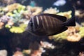 Marine life, sea fish swimming in water with an underwater Royalty Free Stock Photo