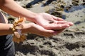 Marine life at the shore