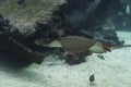 Marine life, stingray with dot pattern swimming in water with an underwater