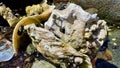 marine life strange shell washed ashore by the ebb of the tide lines unlike one another can be used as a background for