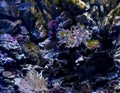 Marine life underwater with corals. Sea, ocean. Wildlife