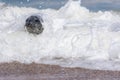 Marine mammal. Nature and the environment. Seal in white surf