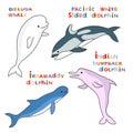 Four Dolphins. Vector cartoon color image.