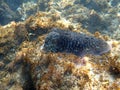 Marine mollusc European common cuttlefish (Sepia officinalis) in the Atlantic Sea Royalty Free Stock Photo