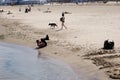 Marine on North Avenue Beach 705997