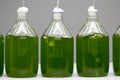 Marine plankton culture in laboratory Royalty Free Stock Photo