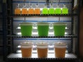 Marine plankton culture in laboratory Royalty Free Stock Photo