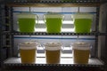 Marine plankton culture in Scientific laboratory Royalty Free Stock Photo