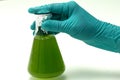 Marine plankton or Microalgae culture into Erlenmayer flask in Royalty Free Stock Photo