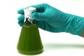 Marine plankton or Microalgae culture into Erlenmayer flask in Royalty Free Stock Photo