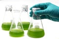 Marine plankton or Microalgae culture into Erlenmayer flask in Royalty Free Stock Photo