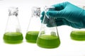 Marine plankton or Microalgae culture into Erlenmayer flask in Royalty Free Stock Photo