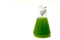 Marine plankton or Microalgae culture into Erlenmayer flask in Royalty Free Stock Photo