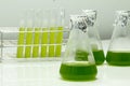 Marine plankton or Microalgae culture into a test tube in laboratory Royalty Free Stock Photo