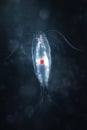 Marine planktonic copepod Royalty Free Stock Photo