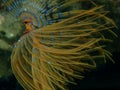 Marine polychaete Mediterranean fanworm or feather duster worm, European fan worm (Sabella spallanzanii) undersea