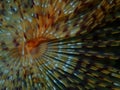 Marine polychaete Mediterranean fanworm or feather duster worm, European fan worm (Sabella spallanzanii) undersea