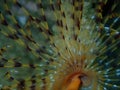 Marine polychaete Mediterranean fanworm or feather duster worm (Sabella spallanzanii) close-up undersea