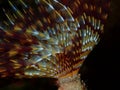 Marine polychaete Mediterranean fanworm or feather duster worm (Sabella spallanzanii) close-up undersea