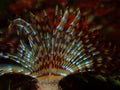 Marine polychaete Mediterranean fanworm or feather duster worm (Sabella spallanzanii) close-up undersea