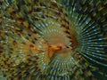 Marine polychaete Mediterranean fanworm or feather duster worm (Sabella spallanzanii) close-up undersea Royalty Free Stock Photo