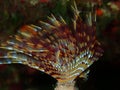 Marine polychaete Mediterranean fanworm or feather duster worm, European fan worm (Sabella spallanzanii)