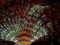 Marine polychaete Mediterranean fanworm or feather duster worm, European fan worm (Sabella spallanzanii)