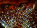 Marine polychaete Mediterranean fanworm or feather duster worm, European fan worm (Sabella spallanzanii)