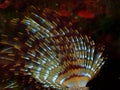 Marine polychaete Mediterranean fanworm or feather duster worm, European fan worm (Sabella spallanzanii)
