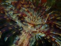 Marine polychaete Mediterranean fanworm or feather duster worm, European fan worm (Sabella spallanzanii)