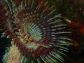 Marine polychaete Mediterranean fanworm or feather duster worm, European fan worm (Sabella spallanzanii)