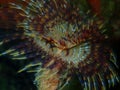 Marine polychaete Mediterranean fanworm or feather duster worm, European fan worm (Sabella spallanzanii)