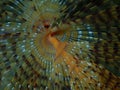 Marine polychaete Mediterranean fanworm or feather duster worm, European fan worm (Sabella spallanzanii) undersea Royalty Free Stock Photo