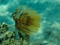 Marine polychaete Mediterranean fanworm or feather duster worm, European fan worm (Sabella spallanzanii) undersea