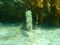 Marine polychaete tube worm feather duster worm Sabella sp. undersea, Aegean Sea