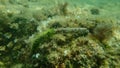 Marine polychaete tube worm feather duster worm Sabella sp. undersea, Aegean Sea