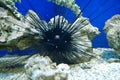 Marine reef dwellers, sea urchin